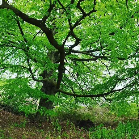 Hotell Nordischer Hof